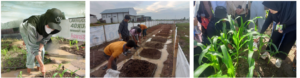 Praktikum Agronomi Program Studi Agribisnis